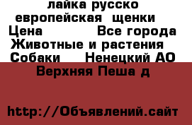 лайка русско-европейская (щенки) › Цена ­ 5 000 - Все города Животные и растения » Собаки   . Ненецкий АО,Верхняя Пеша д.